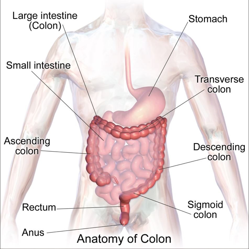 Anatomy-of-the-Colon