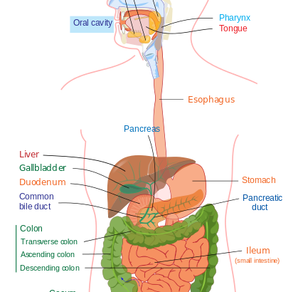 Digestive_system_diagram