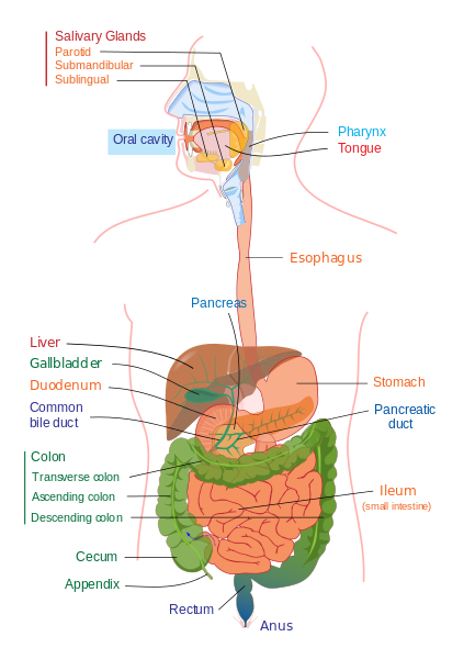 Digestive_system_diagram