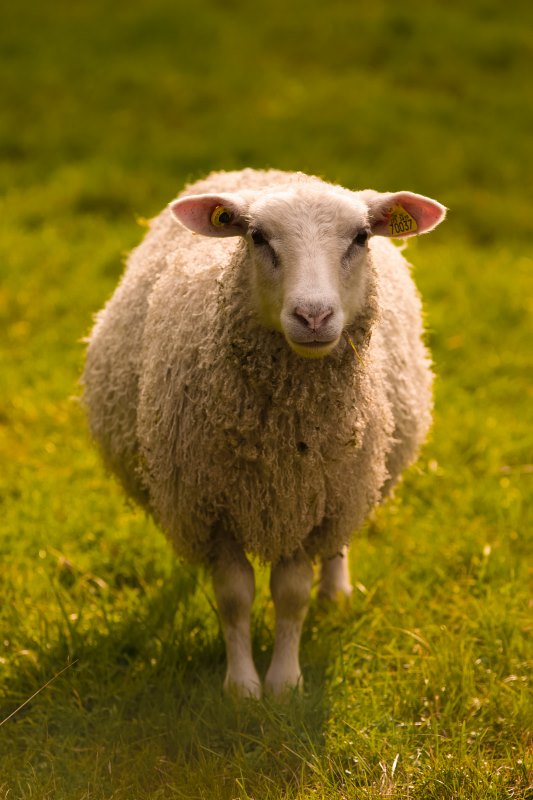 A sheep