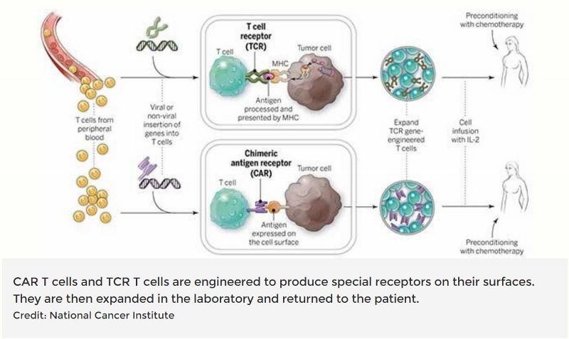 Can The Cardiff Killer T Cell Cure Cancer? Tales from