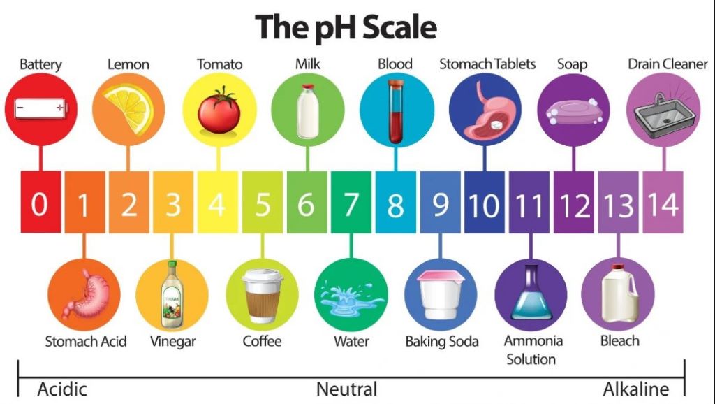 The pH Scale, as represented by common items
